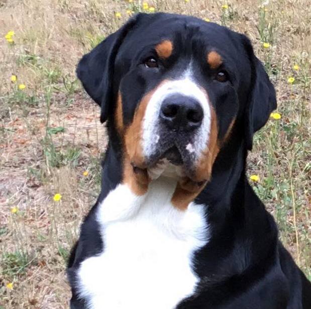 greater swiss mountain dog puppies for sale near me